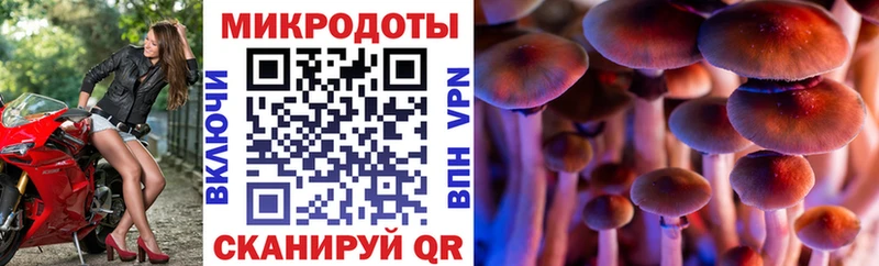 Псилоцибиновые грибы Psilocybine cubensis  omg ссылка  Аргун 